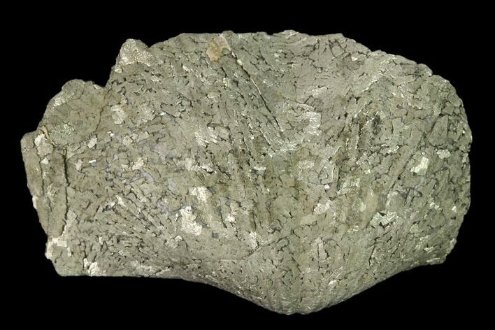 Pyrite Replaced Brachiopod (Paraspirifer) Fossil - Ohio #160092